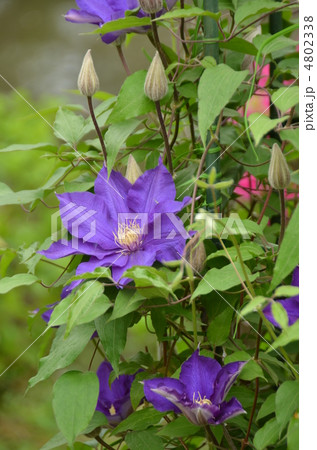 クレマチス　フラウ　ミキコ 4802338