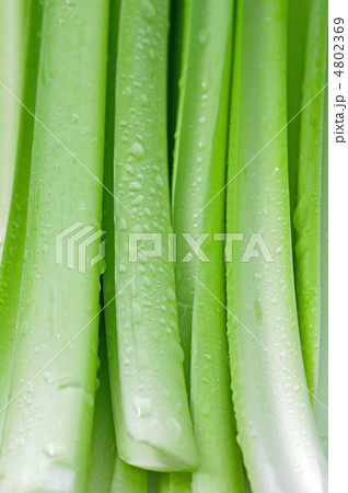 ギボウシの茎 ギボウシの茎 4802369