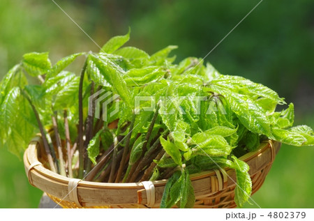 コシアブラ 4802379