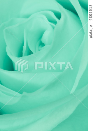 green rose close up green rose close up 4803618
