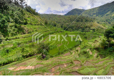 rice fields in Bali, Indonesia 4803706