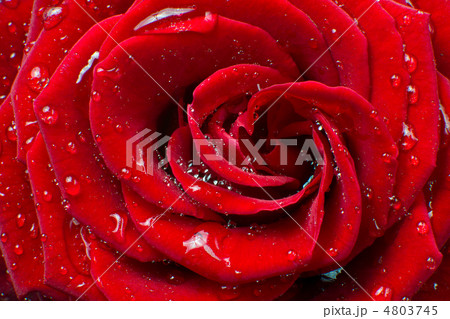 red rose 4803745