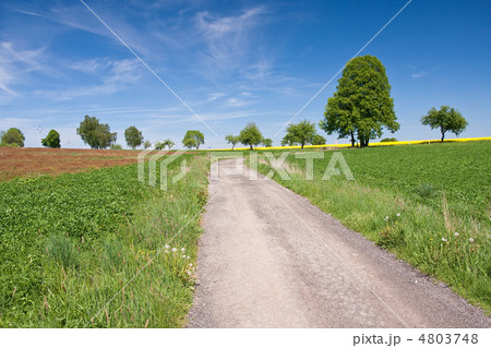 rape field 4803748