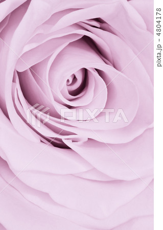 violet rose close up 4804178