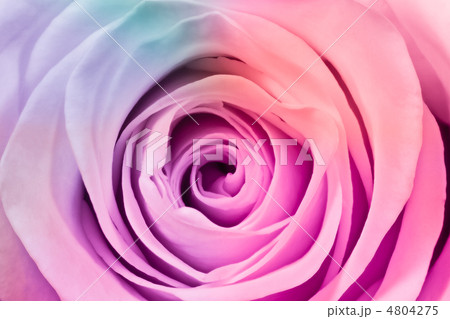 multicolor rose 4804275