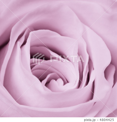 violet rose close up 4804425