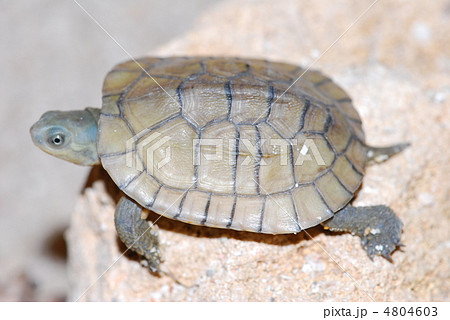 カメ 4804603