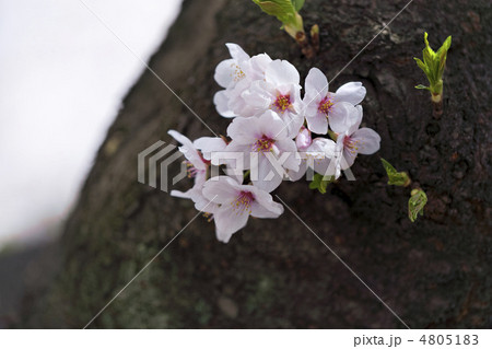 さくら 4805183