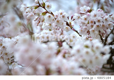 染井吉野 4805184