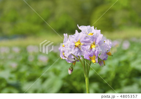 ジャガイモの花 4805357