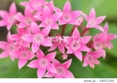 桃色のペンタス 4805390