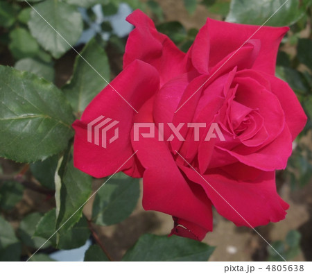 クリスチャンディオール クリスチャンディオール 4805638