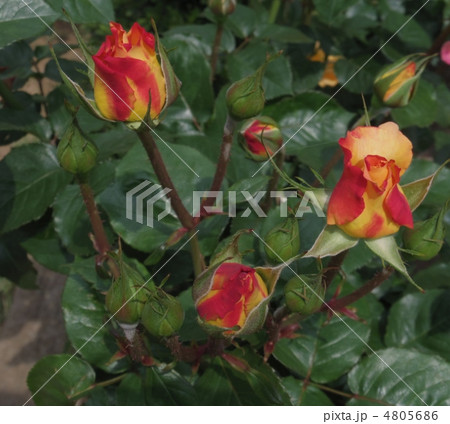 モナリザ モナリザ 4805686