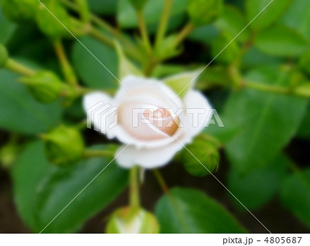 アスピリンローズ 4805687