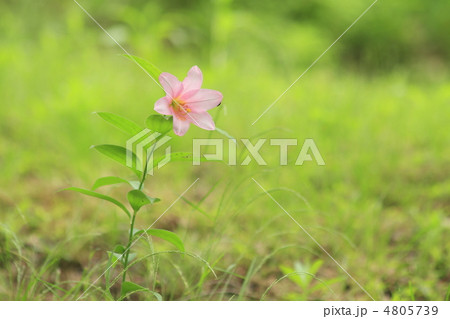 姫小百合 4805739