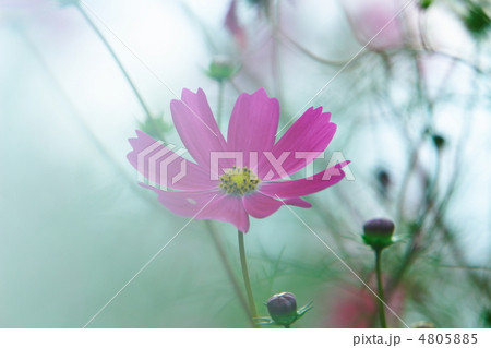秋桜 秋桜 4805885