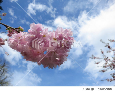 マツマエウスガサネソメイ マツマエウスガサネソメイ 4805906