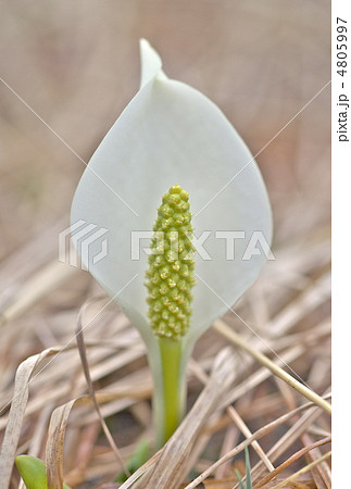 駒止湿原の水芭蕉 駒止湿原の水芭蕉 4805997