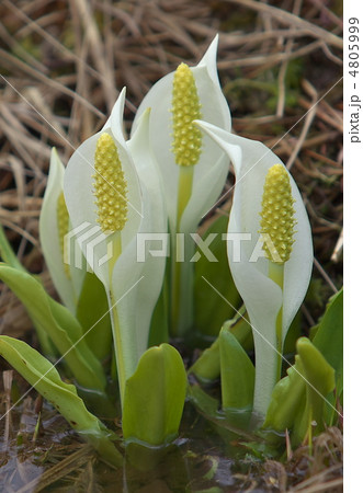 駒止湿原の水芭蕉 駒止湿原の水芭蕉 4805999