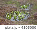 駒止湿原の水芭蕉 4806000
