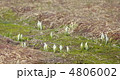 駒止湿原の水芭蕉 4806002