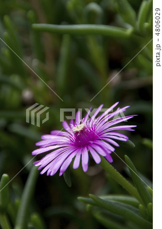 マツバギク 4806029