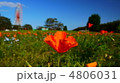 ポピー 4806031