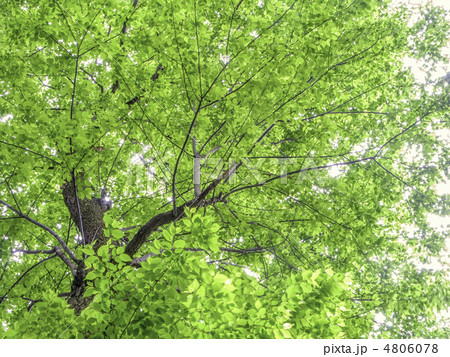 イヌザクラの新緑 4806078