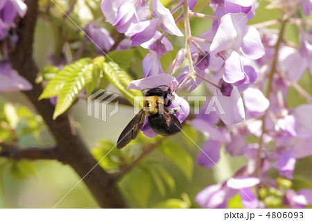 忙しい蜂！！　働きモノ　5月 4806093