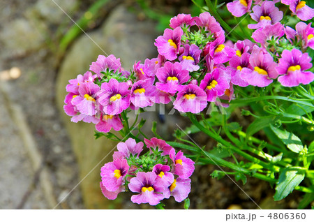 ネメシア 4806360