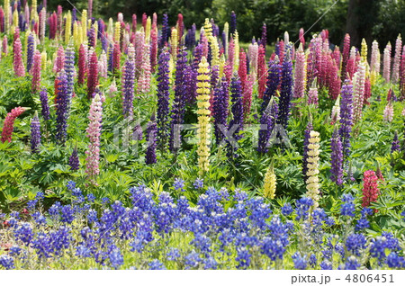 ルピナス 4806451