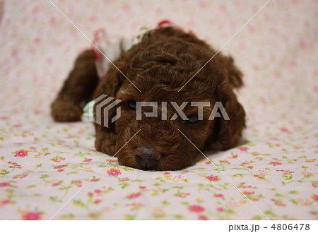 トイプードル　子犬 4806478