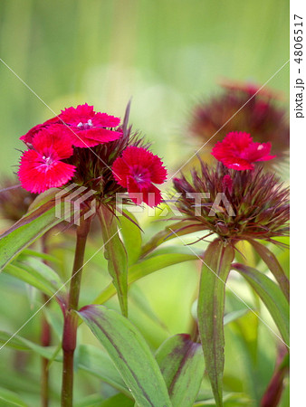 ビジョナデシコ ビジョナデシコ 4806517