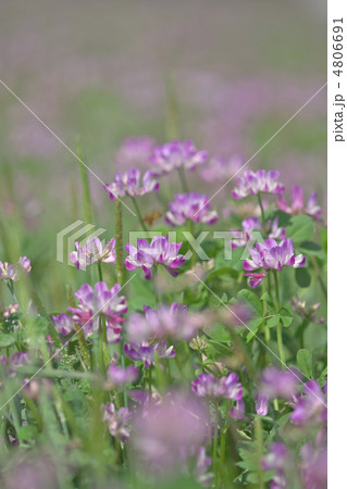 久喜市れんげ祭り 4806691