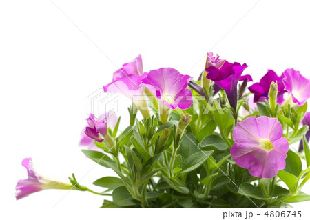 ペチュニア ペチュニア 4806745
