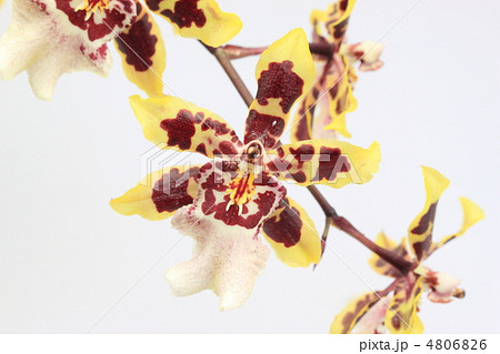 オンシジウム 4806826