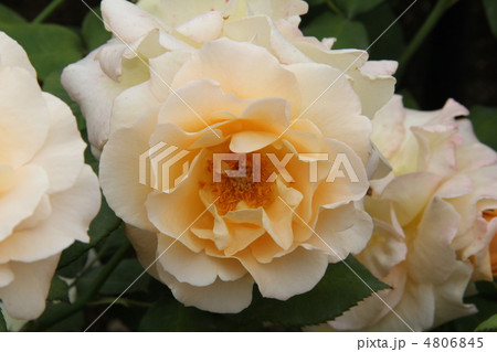 バラのアプリコット・ネクター バラのアプリコット・ネクター 4806845