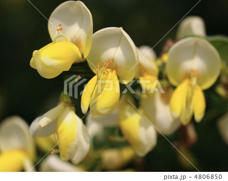 エニシダの花 エニシダの花 4806850