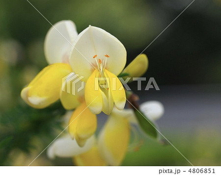 エニシダの花 エニシダの花 4806851