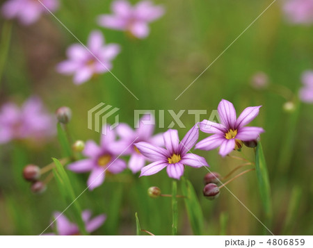 ニワゼキショウの花 4806859