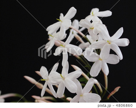 ジャスミンの花 4806860