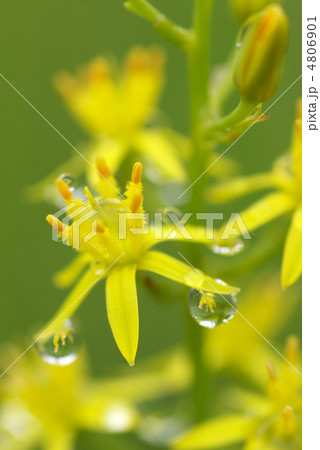 キンコウカ 4806901