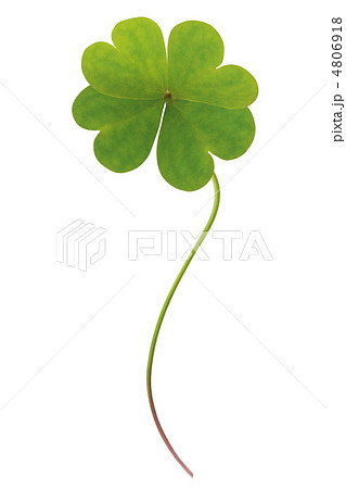 四葉のクローバー 4806918