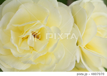 バラの花（ゴールデン・ボーダー） 4807070