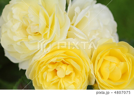 バラの花（ゴールデン・ボーダー） 4807075