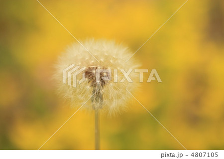 たんぽぽの綿毛 4807105