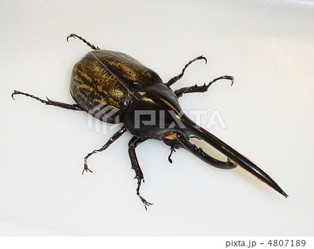 ヘラクレス・エクアトリアヌス（Dynastes hercules ecuatorianus） 4807189