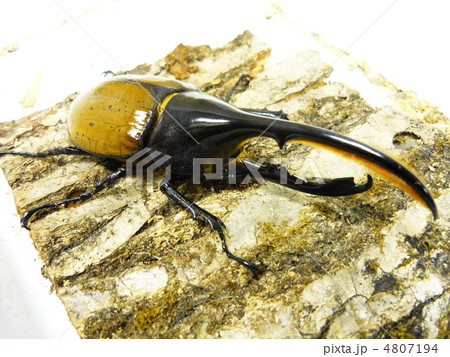 ヘラクレス・リッキー（Dynastes hercules lichyi） 4807194