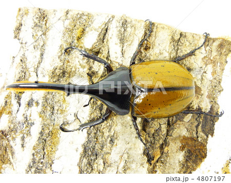 ヘラクレス・リッキー（Dynastes hercules lichyi） 4807197