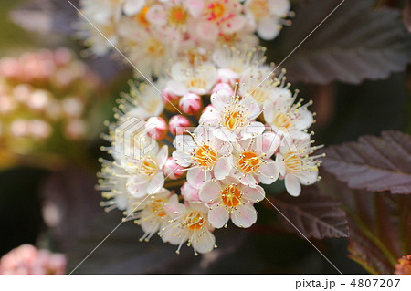 アメリカテマリシモツケーディアボロ 4807207